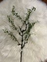 Mühlenbeckia-Zweig