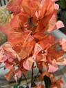 Bougainvillea, orange