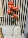 Bougainvillea, orange