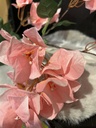 Bougainvillea, rosa
