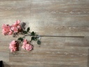Bougainvillea, rosa
