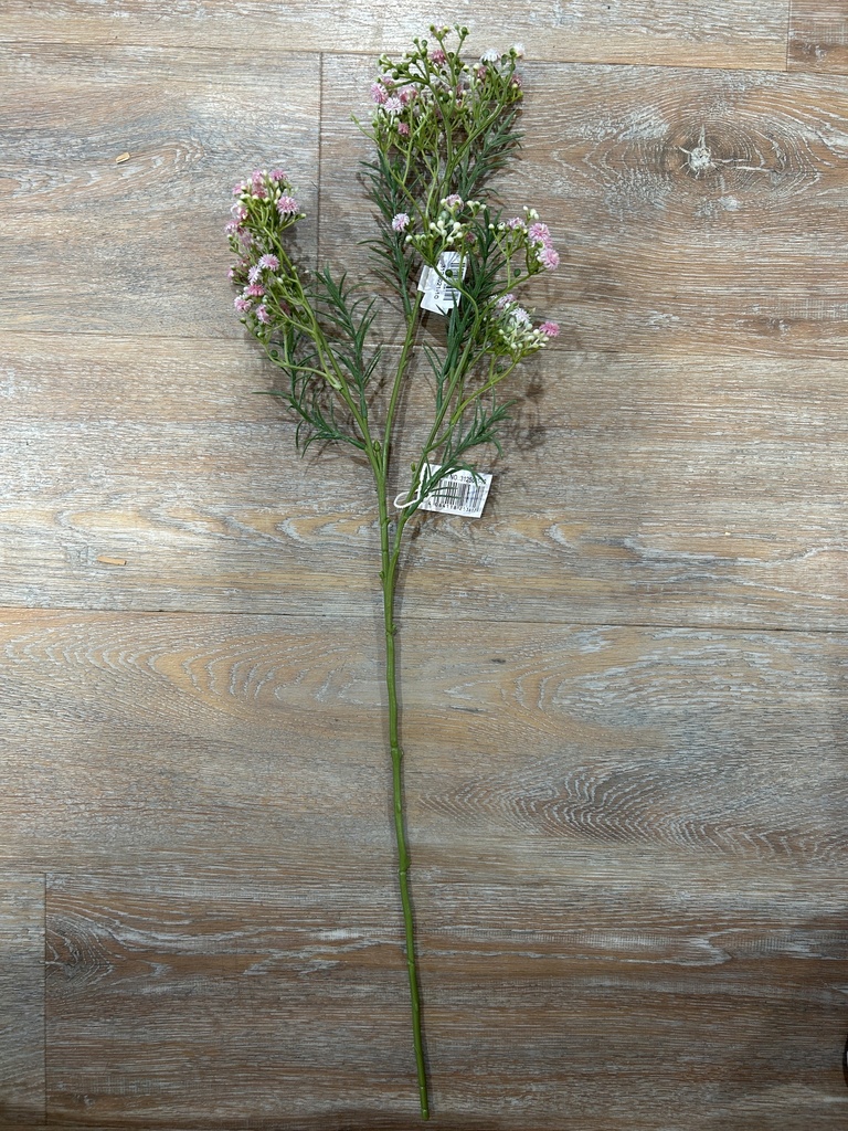 Schleierkraut rosa