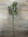 Schleierkraut rosa