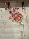 Epidendrum
