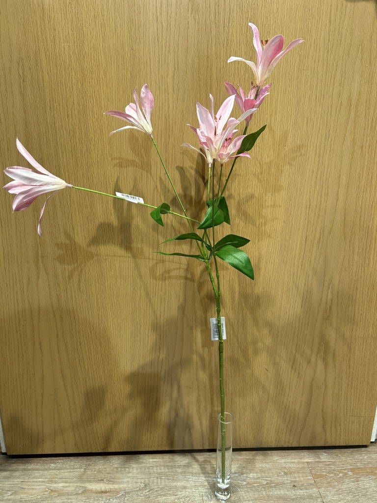 Clematis rosa