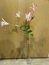 Clematis rosa