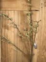 Zweig "Willow Branche" grün