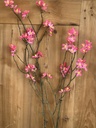 Blütenzweig rosa