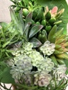 Sukkulenten-Mix-Bouquet