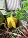 Sternfrucht (Kunststoff)