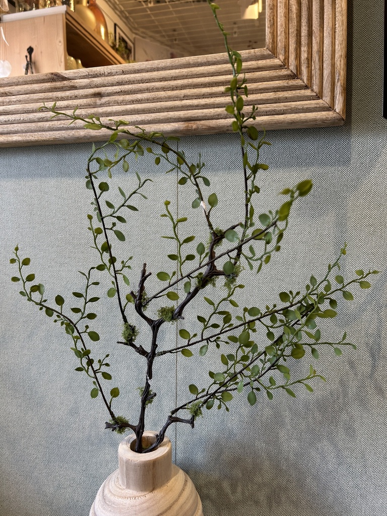 Mühlenbeckia-Zweig