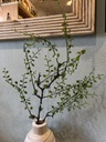 Mühlenbeckia-Zweig