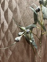 Eukalyptus