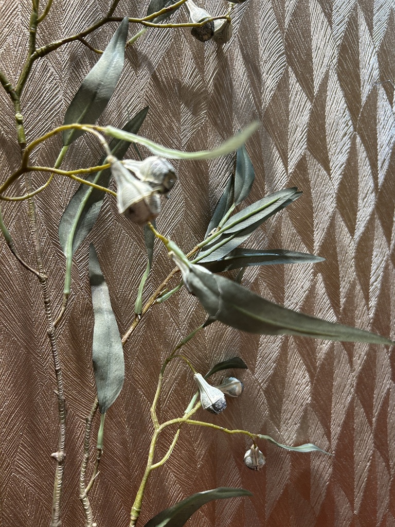 Eukalyptus