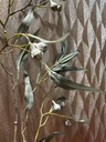 Eukalyptus