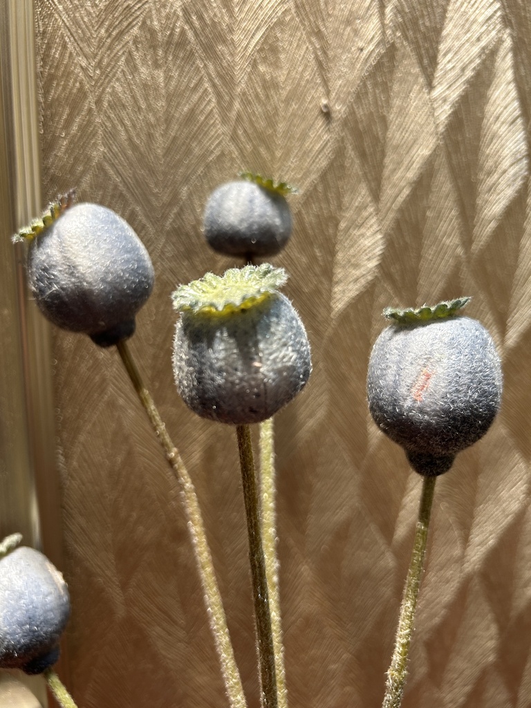 Mohn wolkenblau