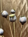 Mohn wolkenblau