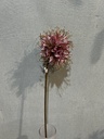 Monarda, lila-gold