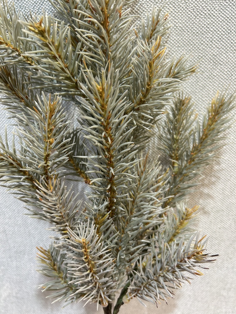Blaufichtenzweig grau
