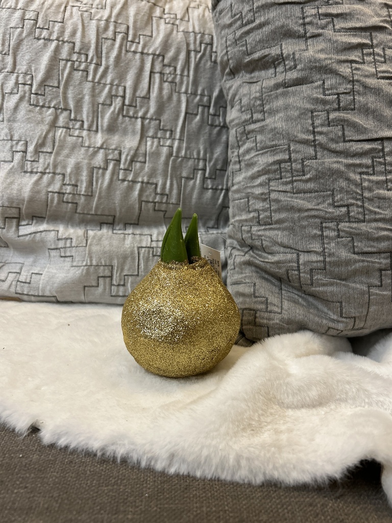 Amaryllis-Zwiebel gold