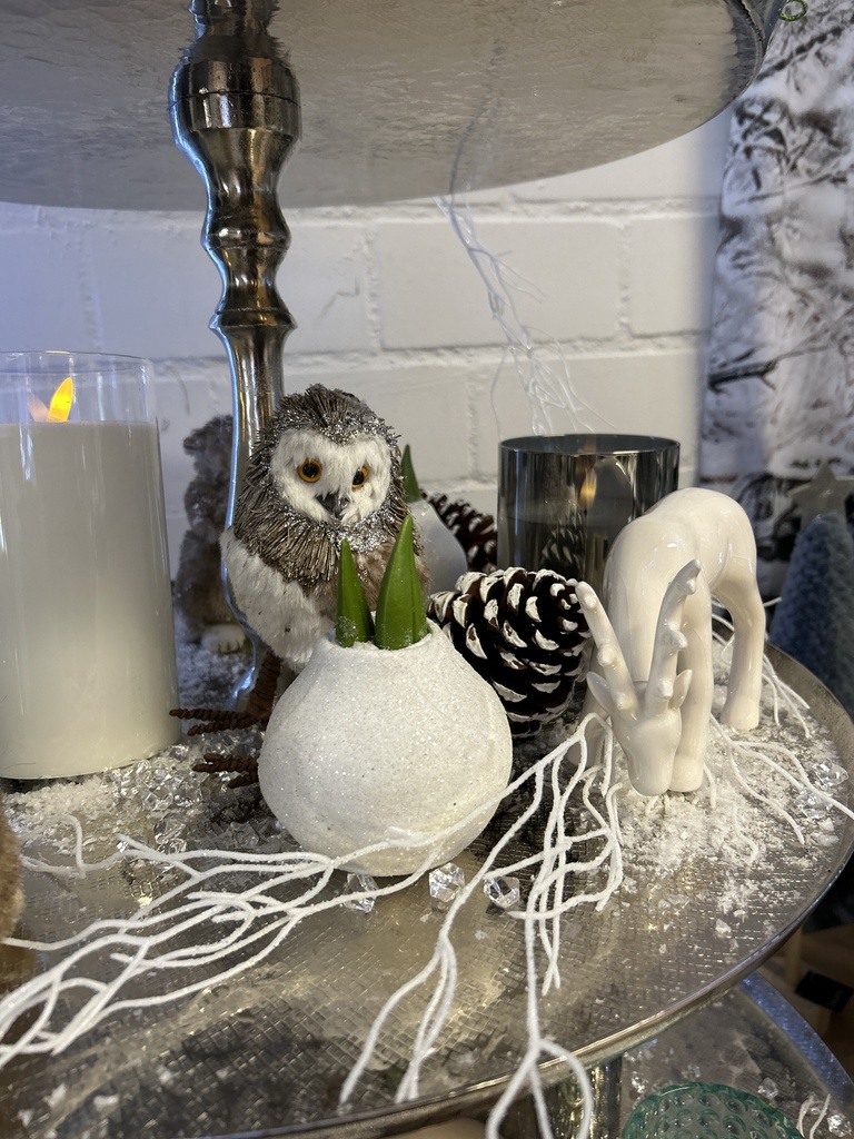 Amaryllis-Zwiebel weiß