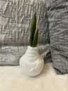 Amaryllis-Zwiebel weiß