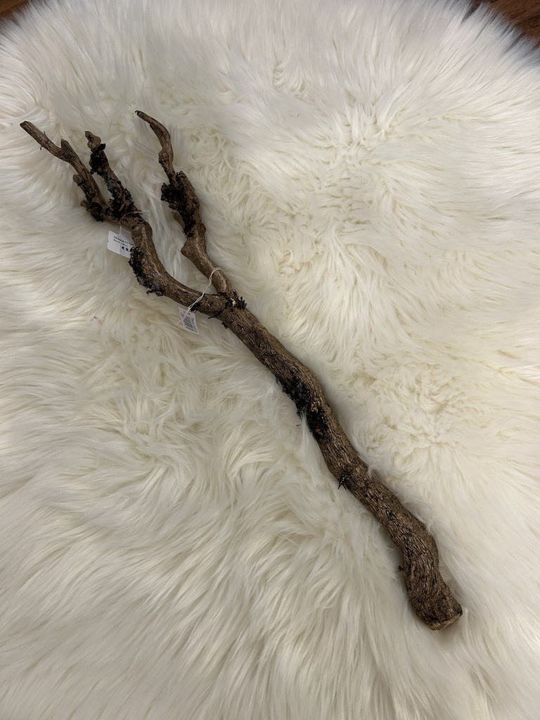 Astzweig mit Flechten