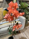 Bougainvillea, orange