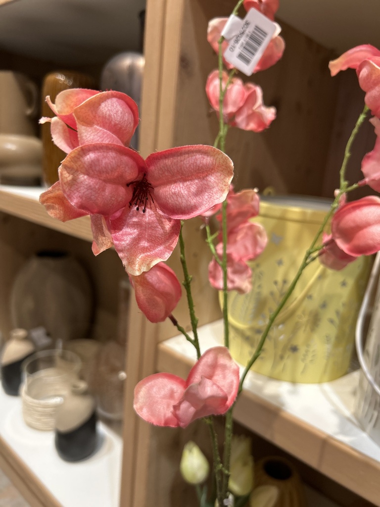Korallenwein pink