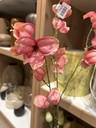 Korallenzweig pink