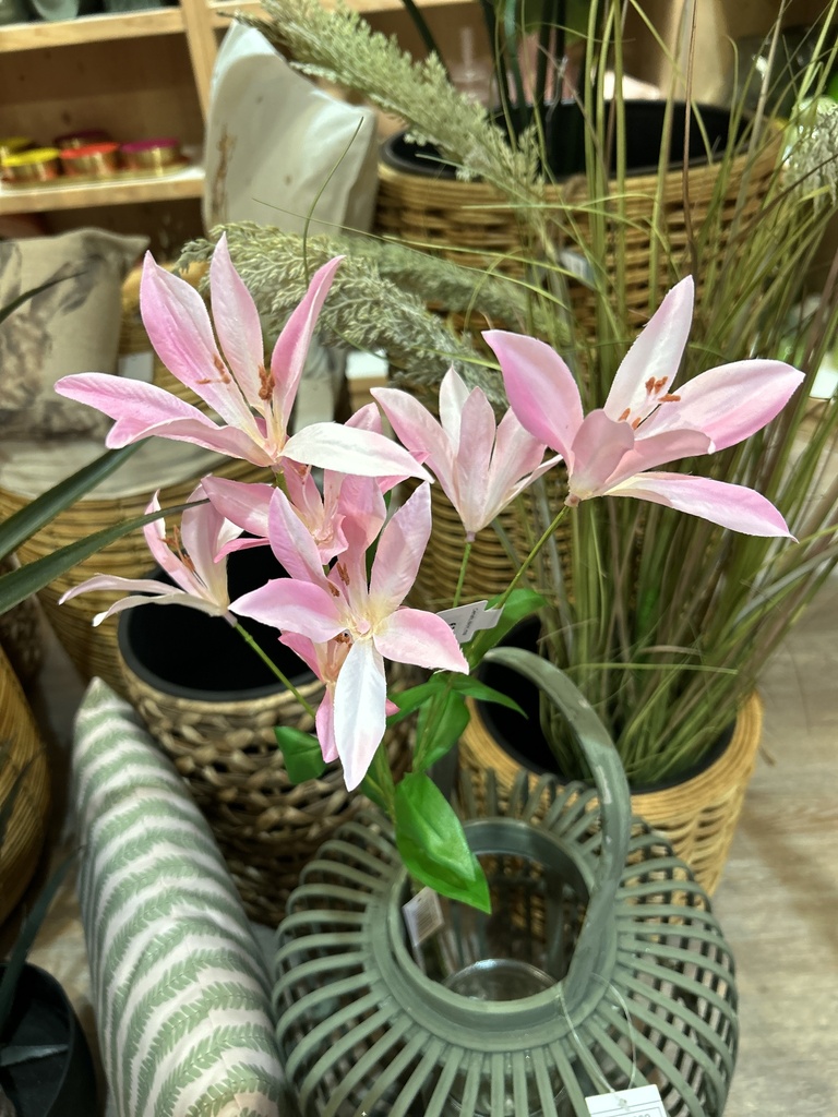Clematis rosa