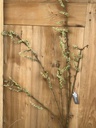Zweig "Willow Branche" grün