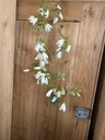Pfirsichblättrige Glockenblume