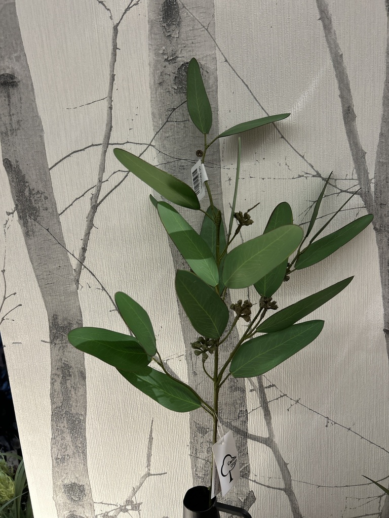 Eukalyptuszweig mit Früchten