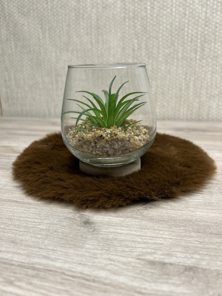 Sukkulente im Glas
