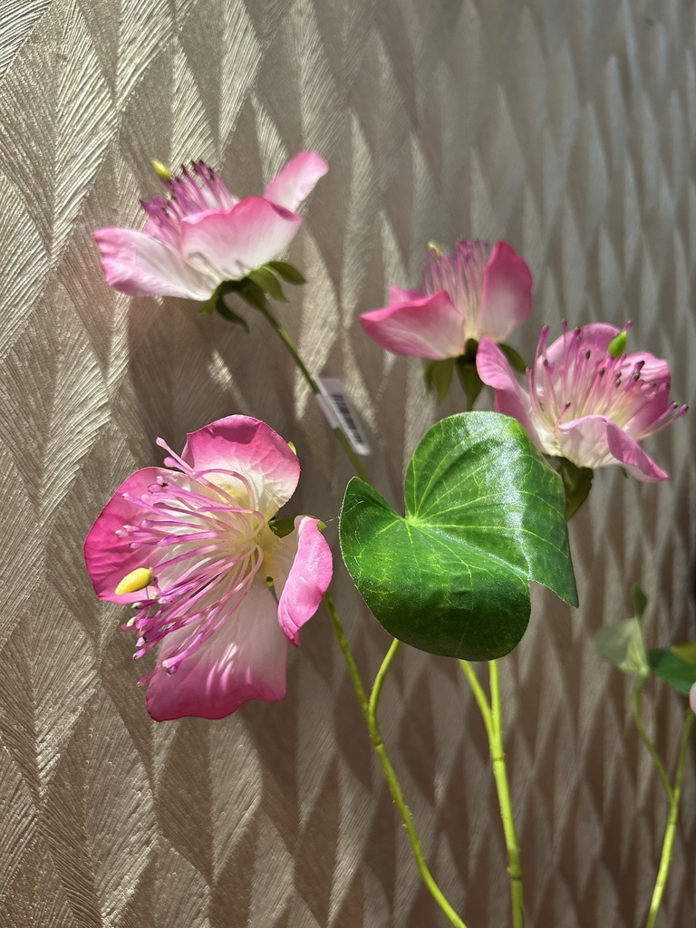 Bauhinia (pink)