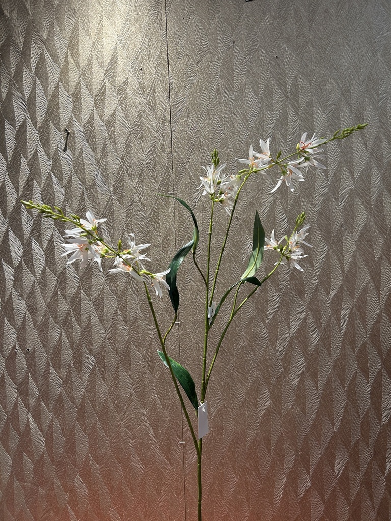 Prärielilie (weiß)