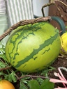 Wassermelone (Kunststoff)