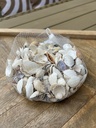 Muschelset sortiert