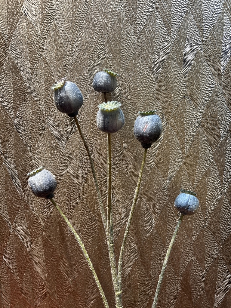 Mohn wolkenblau