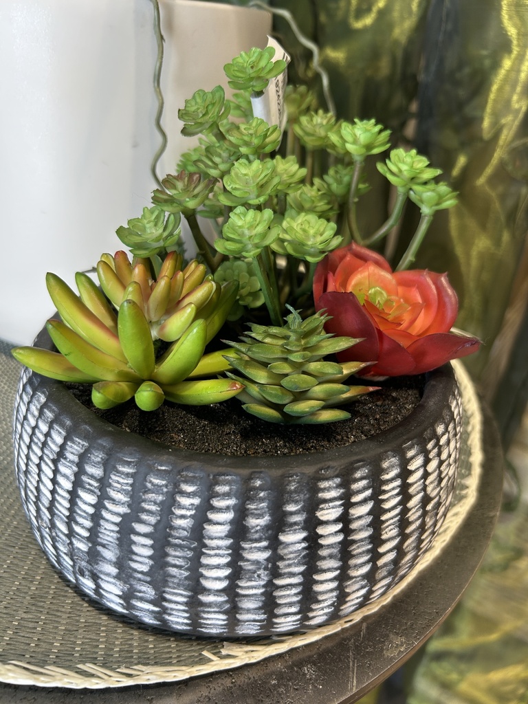 Sukkulenten Arrangement