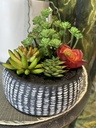 Sukkulenten Arrangement