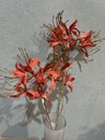 Monarda, lachs