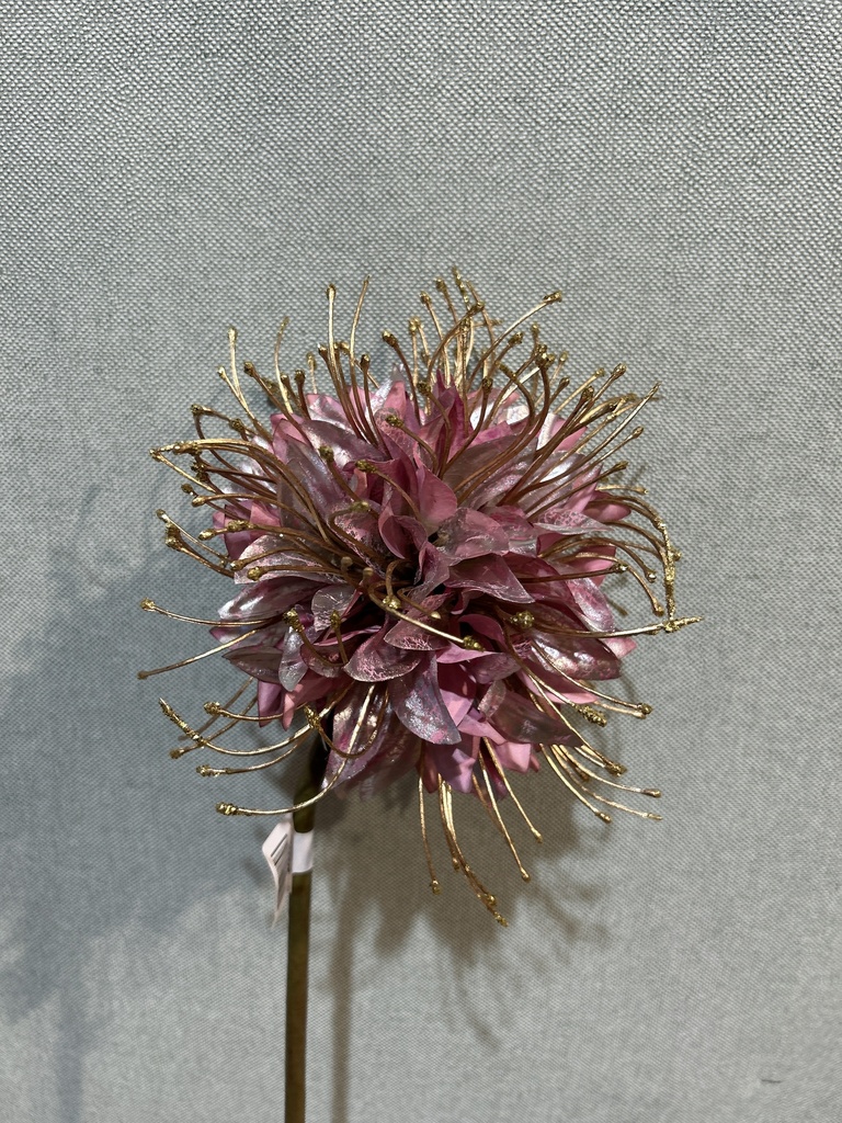 Monarda, lila-gold