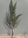 Farnzweig grün 51 cm