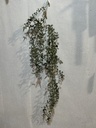 Zederngirlande 190 cm