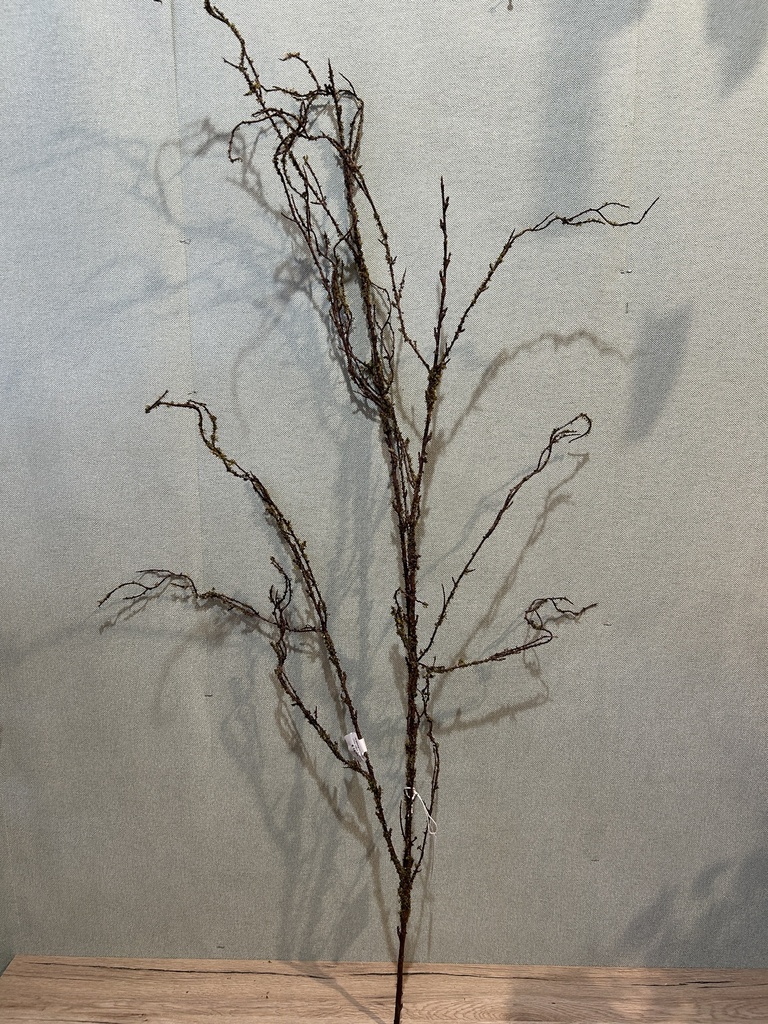 Hängezweig mit Flechten dunkelbraun