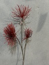Distelzweig rot