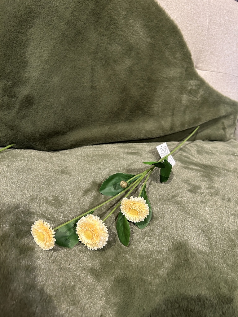 Bellis - Tausendschön