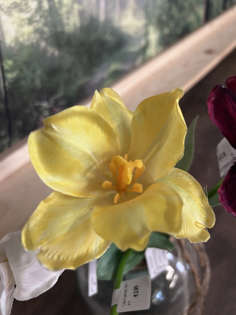 Tulpe geklappt